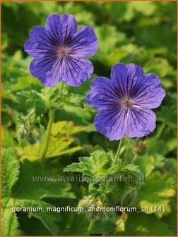 Geranium magnificum &#039;Anemoniflorum&#039; | Ooievaarsbek