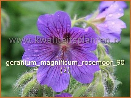 Geranium magnificum &#039;Rosemoor&#039; | Ooievaarsbek