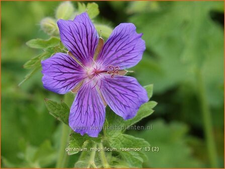 Geranium magnificum &#039;Rosemoor&#039; | Ooievaarsbek