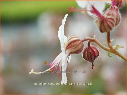 Geranium cantabrigiense &#039;Saint Ola&#039; | Ooievaarsbek