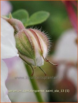 Geranium cantabrigiense &#039;Saint Ola&#039; | Ooievaarsbek