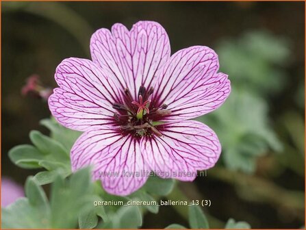 Geranium cinereum &#039;Ballerina&#039; | Ooievaarsbek