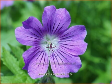 Geranium himalayense | Ooievaarsbek, Tuingeranium