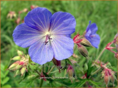 Geranium himalayense | Ooievaarsbek