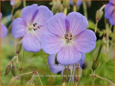 Geranium himalayense &#039;Irish Blue&#039; | Ooievaarsbek