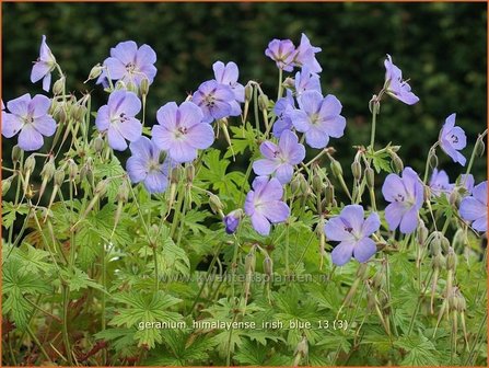 Geranium himalayense &#039;Irish Blue&#039; | Ooievaarsbek