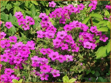 Geranium &#039;Ann Folkard&#039; | Ooievaarsbek