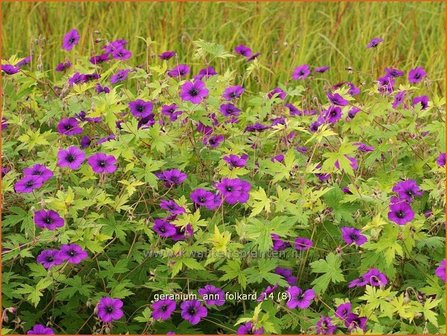 Geranium &#039;Ann Folkard&#039; | Ooievaarsbek