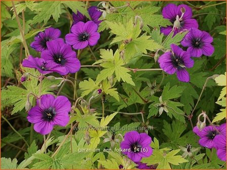 Geranium &#039;Ann Folkard&#039; | Ooievaarsbek