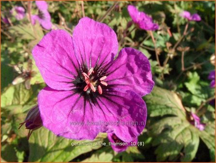 Geranium &#039;Anne Thomson&#039; | Ooievaarsbek