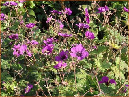 Geranium &#039;Anne Thomson&#039; | Ooievaarsbek