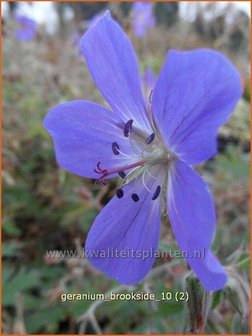 Geranium &#039;Brookside&#039; | Ooievaarsbek