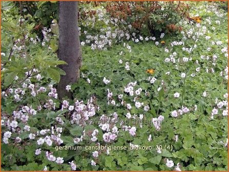 Geranium cantabrigiense &#039;Biokovo&#039; | Ooievaarsbek