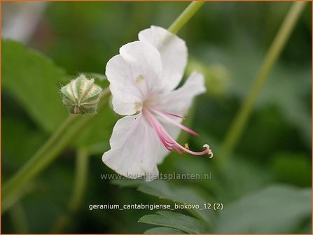 Geranium cantabrigiense &#039;Biokovo&#039; | Ooievaarsbek