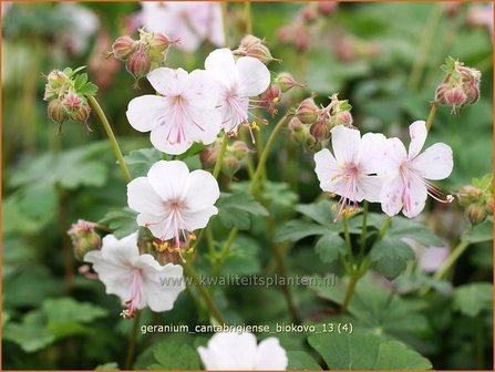 Geranium cantabrigiense &#039;Biokovo&#039; | Ooievaarsbek