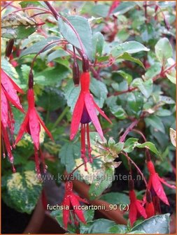 Fuchsia &#039;Riccartonii&#039; | Bellenplant, Tuinfuchsia, Fuchsia | Fuchsie | Fuchsia