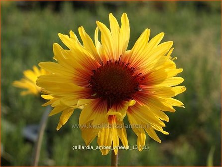 Gaillardia &#039;Amber Wheels&#039; | Kokardebloem | Kokardenblume