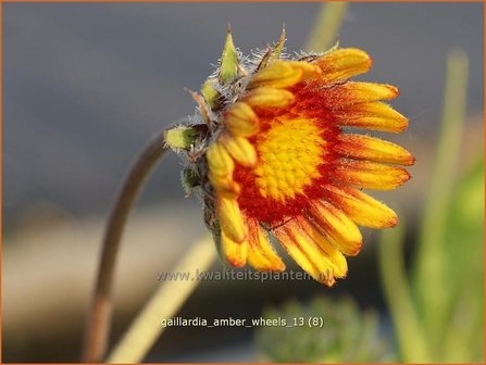 Gaillardia &#039;Amber Wheels&#039; | Kokardebloem | Kokardenblume