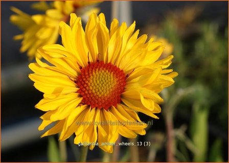 Gaillardia &#039;Amber Wheels&#039; | Kokardebloem | Kokardenblume