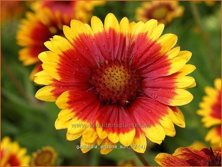 Gaillardia &#039;Arizona Sun&#039; | Kokardebloem