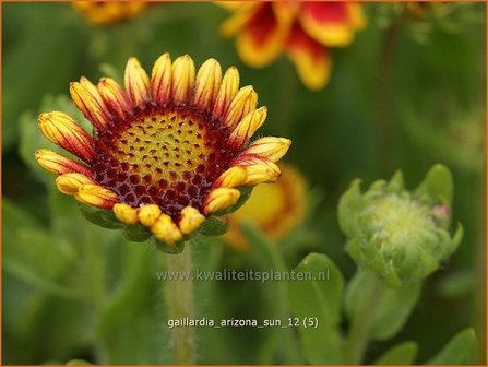 Gaillardia &#039;Arizona Sun&#039; | Kokardebloem