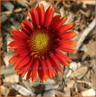 Gaillardia &#039;Tokayer&#039; | Kokardebloem