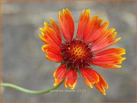 Gaillardia &#039;Tokayer&#039; | Kokardebloem