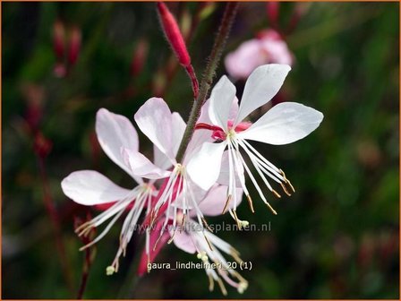 Gaura lindheimeri | Pracahtkaars