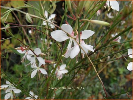 Gaura lindheimeri | Prachtkaars