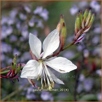 Gaura lindheimeri | Prachtkaars