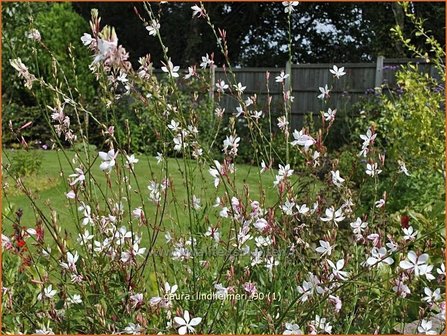 Gaura lindheimeri | Pracahtkaars