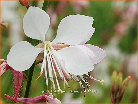 Gaura lindheimeri &#039;Corrie&#039;s Gold&#039; | Prachtkaars