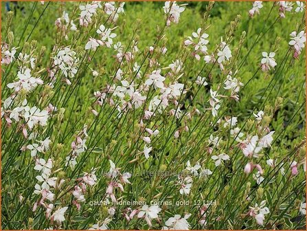 Gaura lindheimeri &#039;Corrie&#039;s Gold&#039; | Prachtkaars