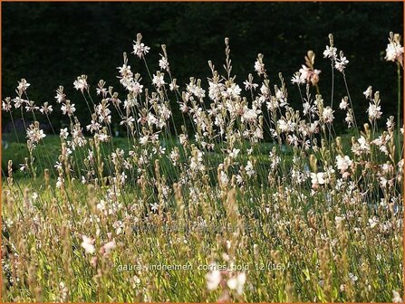 Gaura lindheimeri &#039;Corrie&#039;s Gold&#039; | Prachtkaars