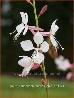 Gaura lindheimeri &#039;Corrie&#039;s Gold&#039; | Prachtkaars