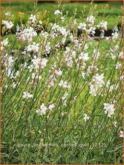 Gaura lindheimeri &#039;Corrie&#039;s Gold&#039; | Prachtkaars