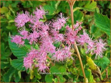 Filipendula &#039;Kahome&#039; | Moerasspirea