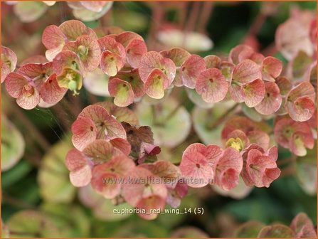 Euphorbia &#039;Red Wing&#039; | Wolfsmelk