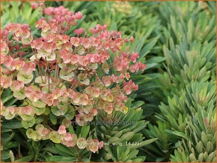 Euphorbia &#039;Red Wing&#039; | Wolfsmelk