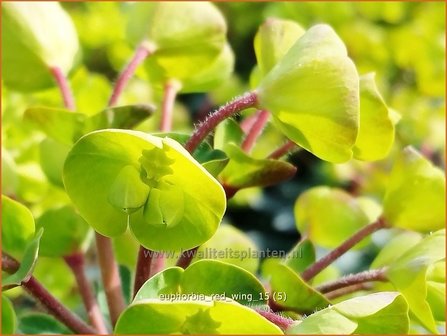 Euphorbia &#039;Red Wing&#039; | Wolfsmelk