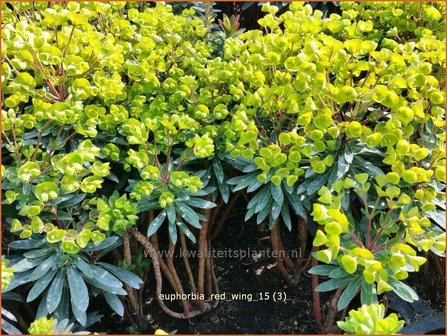 Euphorbia &#039;Red Wing&#039; | Wolfsmelk