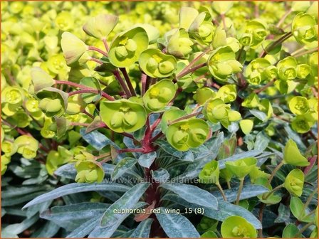 Euphorbia &#039;Red Wing&#039; | Wolfsmelk