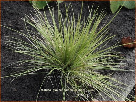 Festuca glauca &#039;Golden Toupee&#039; | Hard zwenkgras, Blauw schapengras