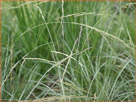 Festuca mairei | Hard zwenkgras, Schapengras