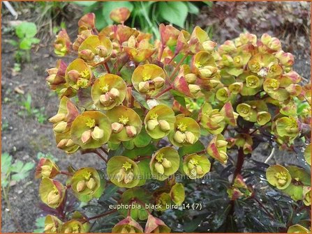 Euphorbia &#039;Black Bird&#039; | Wolfsmelk