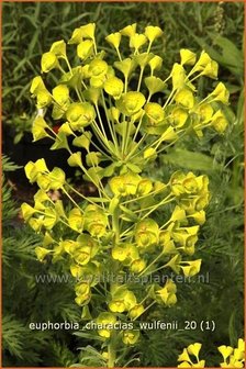 Euphorbia characias wulfenii | Wolfsmelk