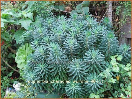 Euphorbia characias wulfenii | Wolfsmelk