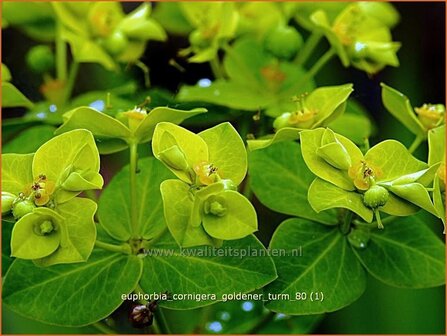 Euphorbia cornigera &#039;Goldener Turm&#039; | Wolfsmelk