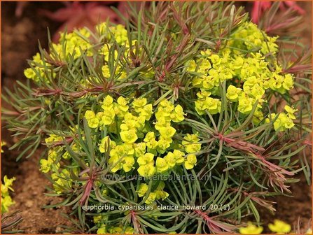 Euphorbia cyparissias &amp;#39;Clarice Howard&amp;#39; | Cipreswolfsmelk, Wolfsmelk | Zypressen-Wolfsmilch