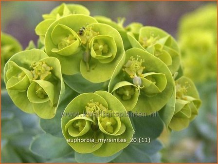 Euphorbia myrsinites | Wolfsmelk